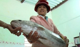 Xôn xao ngư dân Quảng Nam bắt được cá nghi sủ vàng quý hiếm