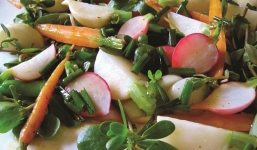 Rau sam - thứ rau dân dã, thứ thuốc thần kì