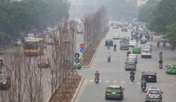 Trồng thử cây phong lá đỏ ở Hà Nội: 'Dư luận nên bình tĩnh với các thể nghiệm'