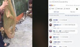 Người phụ nữ chi gần 20 triệu đồng cứu 130 chú mèo ra khỏi lò mổ ở Sài Gòn