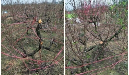 Cận kề Tết, kẻ phá hoại gần 100 cây đào thế của người dân trước ngày thu hoạch