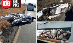 Giật mình trước cảnh 300 cá mập bị cắt đầu, vứt xác bên đường ở Mexico