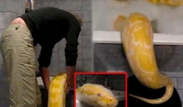 Nam thanh niên người Anh bị trăn rừng siết chết vì nuôi bò sát trong phòng