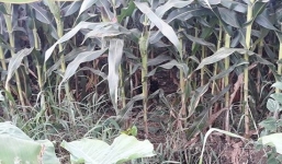 Phát hiện thi thể nam thanh niên bên bờ suối