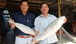 Cặp cá sủ vàng ở Nha Trang đã được mua với giá 1,5 tỷ đồng 