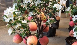 Cảnh báo táo đỏ Trung Quốc nguyên cây trưng Tết có độc, cấm ăn