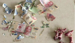 Cô nàng số nhọ bị chuột gặm nát hết tiền bỏ lợn, đã thế còn khuyến mãi thêm bầy chuột con