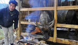 Xót xa xẻ thịt trâu chết rét, bày bán ven quốc lộ