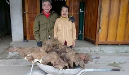 Đào được củ khoai nặng 37kg, trả 15 triệu đồng không bán, cụ ông làm điều khiến ai cũng bất ngờ