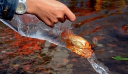 Cách thả cá chép tiễn Táo quân về trời đúng cách để mang lại may mắn 