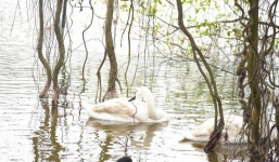 Sở VH&TT Hà Nội không biết việc thả thử nghiệm đàn thiên nga ở Hồ Gươm