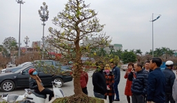 Đại gia Ninh Bình chịu chơi chi gần 200 triệu sắm mai khủng chơi Tết