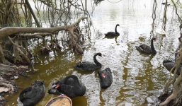 Hà Nội: Xuất hiện đàn 'chim lạ' bơi tung tăng giữa Hồ Gươm