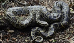 Nửa đêm đi bắt rắn để bán lấy tiến, nam thanh niên bị rắn cắn tử vong 