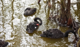 Chuyên gia tiết lộ giá 'khủng' về mỗi con chim thiên nga thả ở hồ Gươm