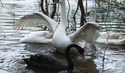 Thiên nga được thả ở Hồ Gươm: GS Lân Dũng lo bị bắt trộm