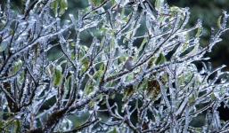 Không khí lạnh hoạt động mạnh, miền Bắc có nơi -1 độ, Đà Lạt rét 9 độ