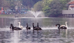 Nhà sử học Lê Văn Lan: 'Gắn con rùa thành vật thiêng ở Hồ Gươm là quá đáng, thả thiên nga là hợp lí'