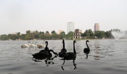 GS Nguyễn Lân Dũng: 'Tôi rất tiếc khi bày thiên nga mới được thả chưa đầy 24h đã phải di chuyển đi'