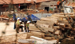 Khai trừ đảng 2 cán bộ kiểm lâm ký khống hàng trăm m3 gỗ lậu