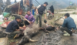 Rét đậm kéo dài đã làm ít nhất 3.000 con trâu, bò bị chết