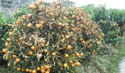 'Bức tử' hơn 400 cây quất cảnh Tết, hàng xóm nhận cái kết đắng