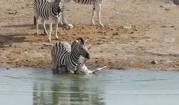 Sốc: Ngựa vằn đực định giết con non để sớm được giao phối