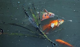 Cá chép tiễn Táo Quân chết 'nổi lềnh phềnh' khi vừa được thả xuống con sông ô nhiễm nhất Hà Nội