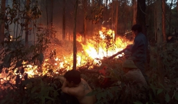 Quảng Ninh: Rừng thông bốc cháy dữ dội, ngọn lửa lan nhanh khó dập tắt