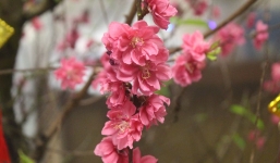 Những loại hoa mang tài, rước lộc vào nhà nhất định phải trưng ngày Tết