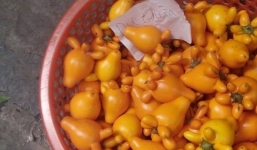 Loại quả có độc tố dẫn đến chết người được mua bày mâm ngũ quả ngày Tết