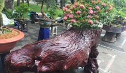 TP HCM: Cây cảnh chơi Tết 'hét' giá trăm triệu vẫn đắt hàng