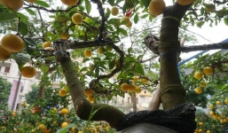 Chanh vàng bonsai bón bằng bột đỗ tương gây sốt chợ cây Tết 