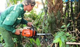 Người đàn ông thoát chết hy hữu: Đang đốn củi, lưỡi cưa bật ra cứa vào cổ