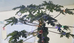 Sếp giao đi mua đào quất, nhân viên 'xin' nguyên cây đu đủ trĩu quả về công ty chưng Tết