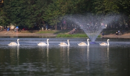 Xem xét lắp camera ở hồ Thiền Quang để bảo vệ thiên nga