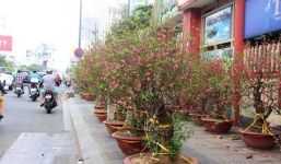 30 triệu đồng một gốc đào, người Sài Gòn vẫn hào hứng mua về chơi Tết