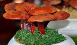 Bonsai nấm linh chi, bưởi sang giá chục triệu được đại gia săn lùng chơi tết