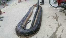 Phát hiện trăn khổng lồ 6m đang 'ân ái', dân địa phương bắt về làm thịt, xào lên chia cho cả làng