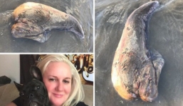 Bất ngờ tìm thấy 'quái vật' biển không mắt, một chân trôi dạt vào bờ