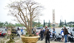 Cây mai khủng hơn 100 tuổi được chủ nhân định giá 2 tỉ vẫn chưa có chủ mới sau 3 mùa Tết