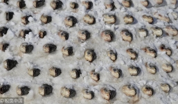 Trung Quốc: Hàng nghìn con cá được xếp tầng, vùi trong tuyết trên đường phố lớn, chào mừng tết Mậu Tuất 2018