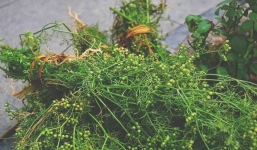 Đây là lý do người nào cũng tắm nước rau mùi vào chiều 30 Tết