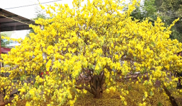 Người dân khắp nơi đổ về nơi có cây mai 2 tỷ ở Đồng Nai vui chơi