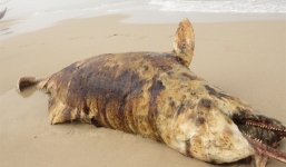 Phát hiện 3 xác cá 'thiêng' cùng chết dạt vào bờ biển Quảng Bình