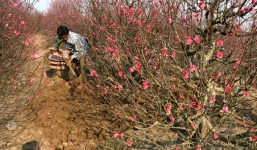 Hướng dẫn cách trồng đào sau Tết chuẩn nhất