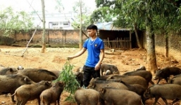 23 tuổi bỏ Đại học, về nhà nuôi lợn rừng kiếm 250 triệu đồng/năm