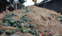  Xe tải chở hàng bị lật, người dân thu gom giúp tài xế hàng tấn dưa hấu