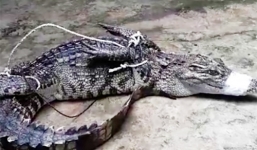 Hy hữu cá sấu 2,6m nằm nghỉ dưới gầm xe
