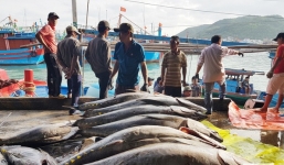 Khánh Hòa: Ngư dân trúng đậm cá ngừ đại dương 'khủng' gần 100kg